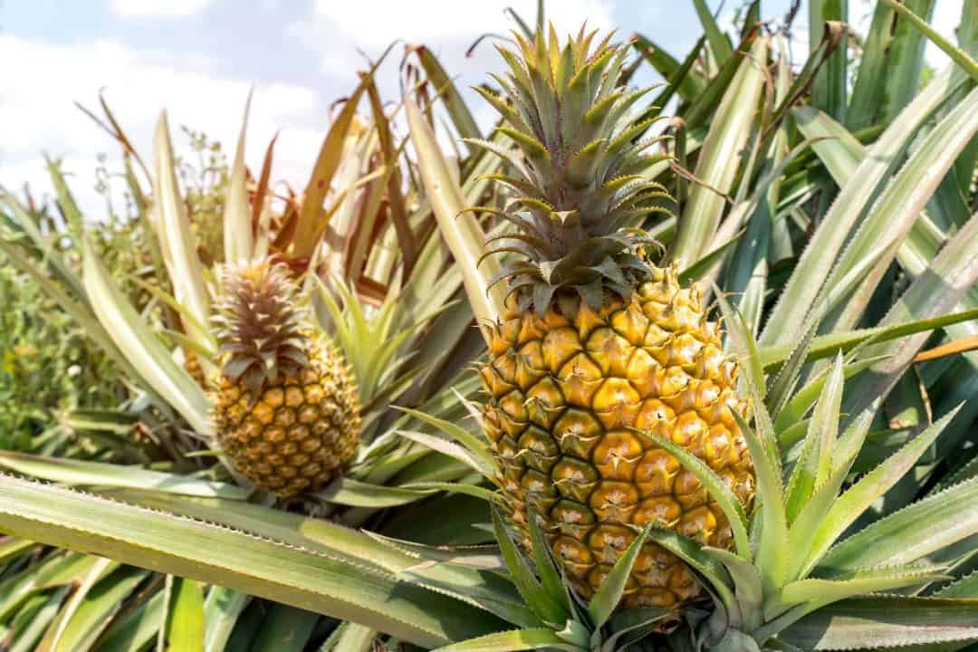 হানিকুইনে বিশ্বজয়ের স্বপ্ন